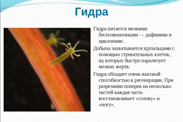 Kraken зеркало krakens13 at